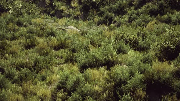 Beach Dunes with Long Grass