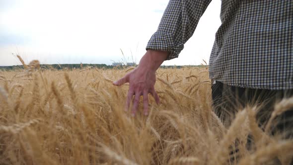 Close Up of Male Arm Moving Over Ripe Wheat Growing on the Meadow. Young Farmer Walking Through the