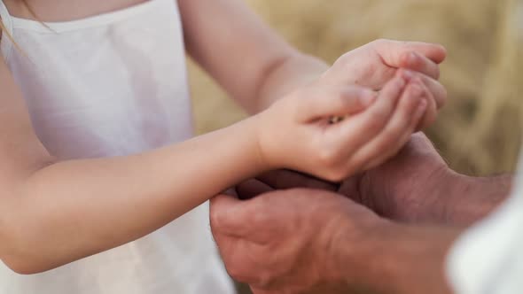 Hands of little girl pouring grains into hands of her father farmer in field