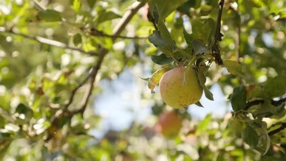 First autumn  apples on  tree branch  2160p 30fps UltraHD footage - Juicy Malus pumila organic fruit