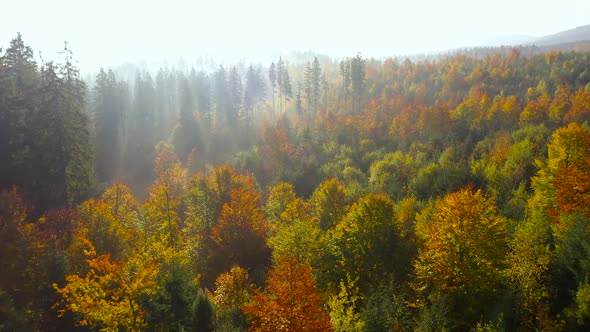 Aerial View of a Bright Autumn Forest on the Slopes of the Mountains at Sunrise