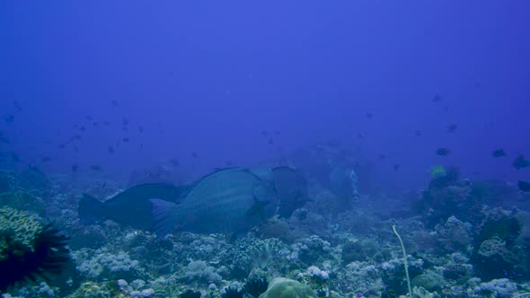 a school of big bumphead parrot fish that eats the corals on the sea bottom. camera follows the grou