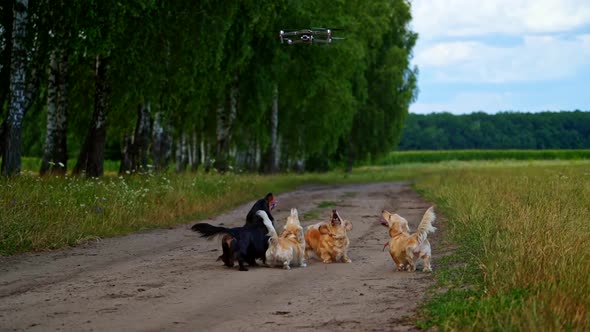 Pedigree dogs and drone. Group of adorable dachshunds walk in rural nature and bark on the drone ove