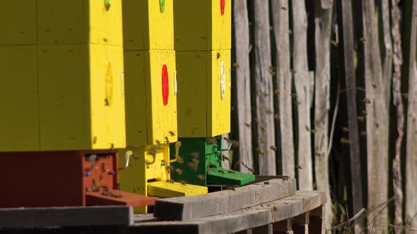 A Close Up View of Three Yellow Bee Hives, Bees Fly in and Out