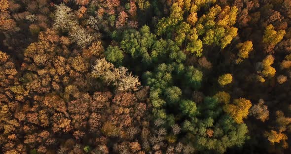 Aerial Top View of Autumn Trees in Forest Background, Caucasus, Russia. Coniferous and Deciduous