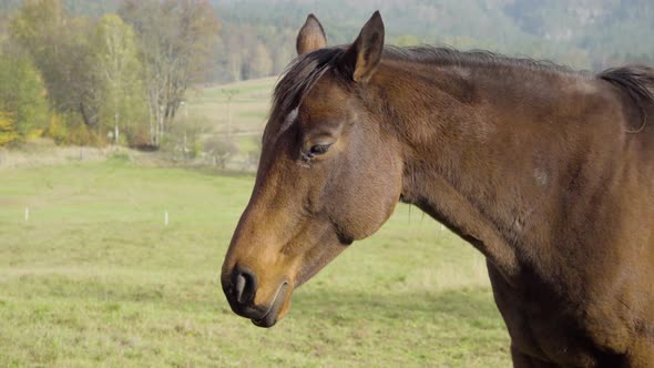 A Dark Brown Horse Stand Still in Nature. A Close Up View of Horse's Head.