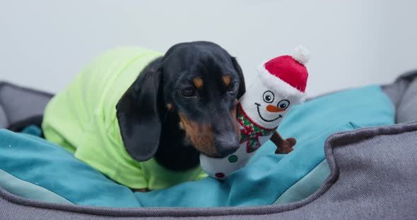 Black Dachshund Sits on Dog Bed and Chews Stuffed Toy