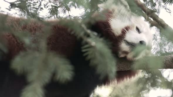 Red Panda Rest in a Forest