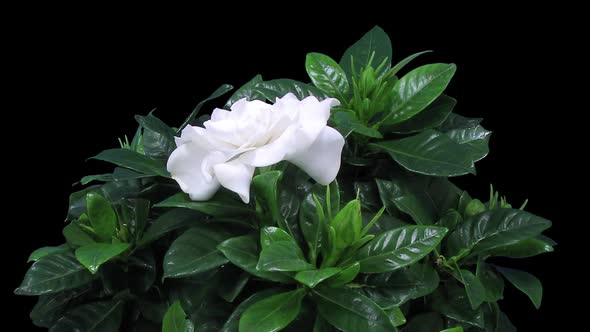 Time-lapse of opening gardenia flower