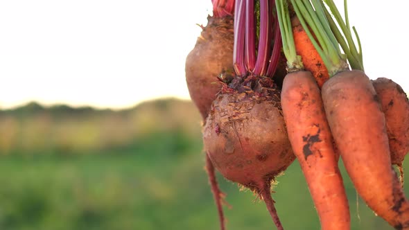 A Farmer Holds in His Hands Vegetables Carrots and Red Beets Soiled with Earth