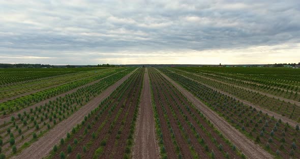 Flight Over the Seedlings Plantation of Thuja Occidentalis