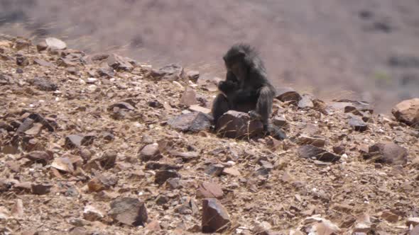 Baboon sits on a rock on the dry savanna 