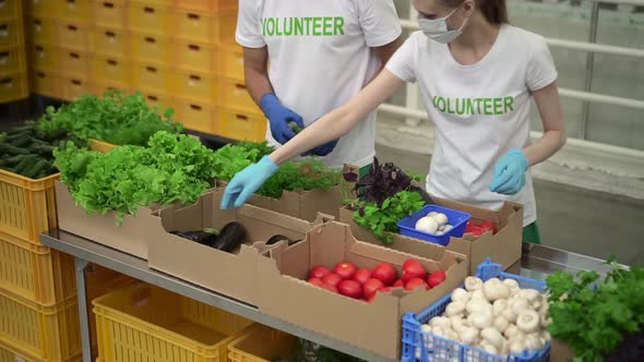Man and Woman Volunteers Work and Pack Organic Vegetables During Covid Pandemic Spbd