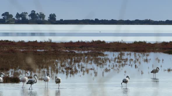 Group flamingos walking around the wetlands 