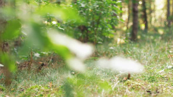 Brown Cap Boletus or Mushroom in Autumn Forest 