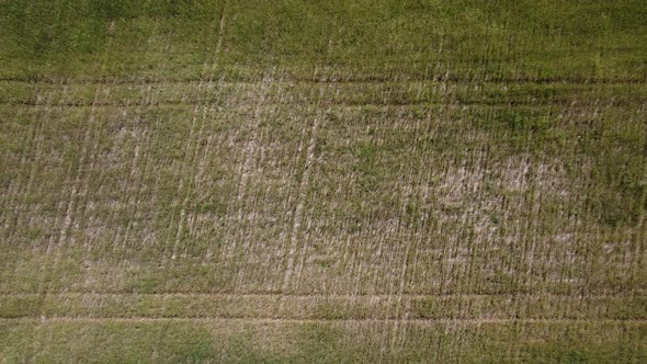 Aerial View on Green Wheat Field in Countryside