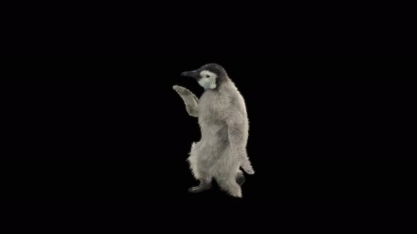 Penguin Dancing 4K