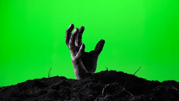 Zombie Hand Emerging From the Ground Grave. Halloween Concept. Green Screen. 016