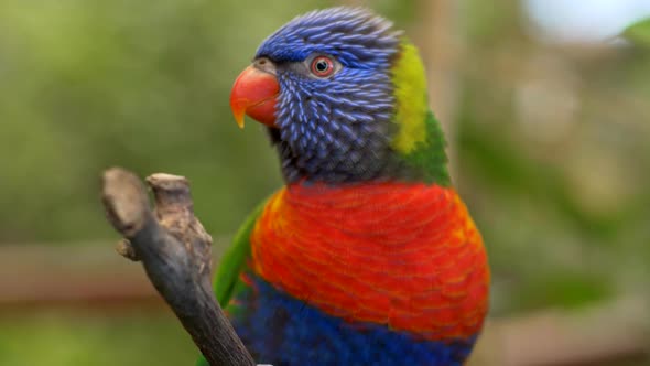 Colorful Parrot on Tenerife Canary Islands, Spain. Bird on the Branch with Green Blurred Background