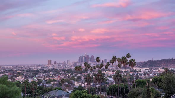 Beautiful Downtown Los Angeles and Palm Trees Sunrise