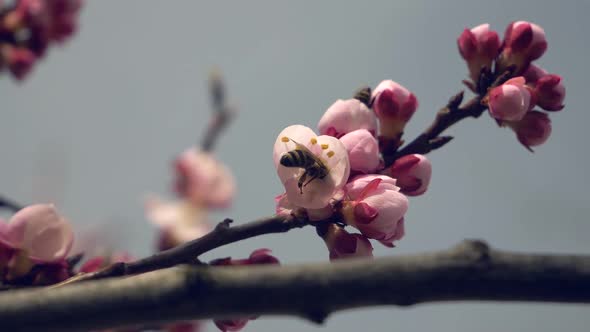 Bee Inside A Flower