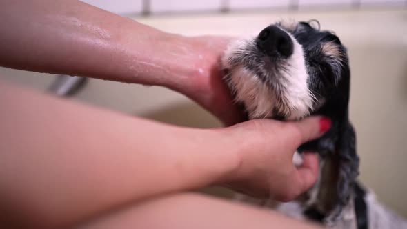 Crop woman washing purebred puppy in bathroom