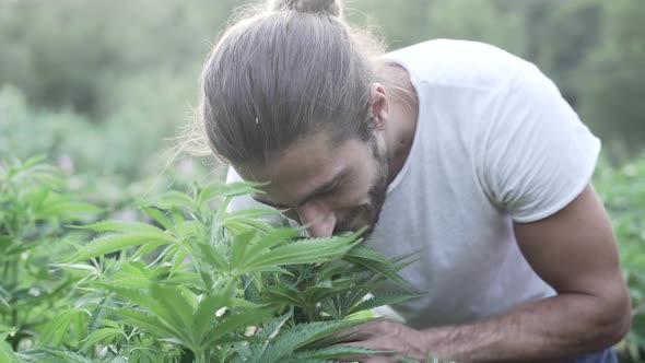Young Adult Touching and Smelling Marijuana Leaves in Personal Planting