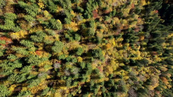 Aerial View of  Yellow Birch Tree and Evergreen Forest Canopy