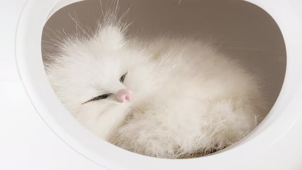 White Kitten Slept