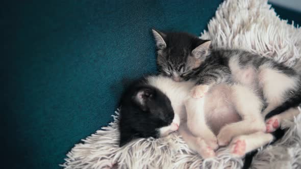 Portrait of Two Small Sleepy Kittens on a Pillow