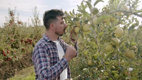 the Farmer Approaches the Tree with Green Apple and Smells It Natural Fruits