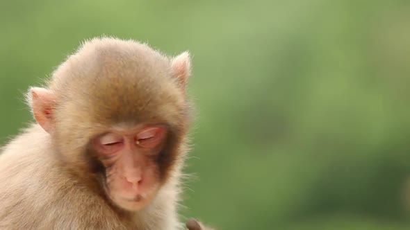 Japanese Macaque In Nature