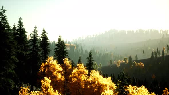 Bright Sunset in the Mountains with Forest