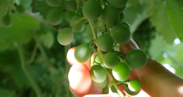 Close up hands of a winemaker checking the green grape vine to see how the fruit crop is growing on