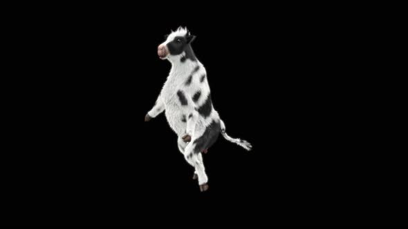 Cow Dance HD