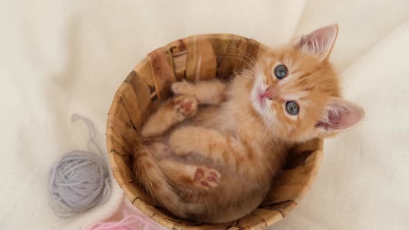 Striped Curious Red Kitten Sitting in Basket with Pink and Grey Balls Skeins of Thread on White Bed