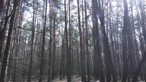 Trees in a Pine Forest During the Day Aerial View