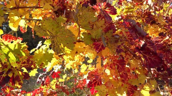 Grape Leaves Turning Yellow Orange and Red As the Fall Season Approaches