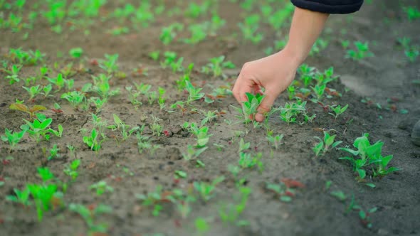 A Hand is Tearing Up Weeds in a Garden Bed