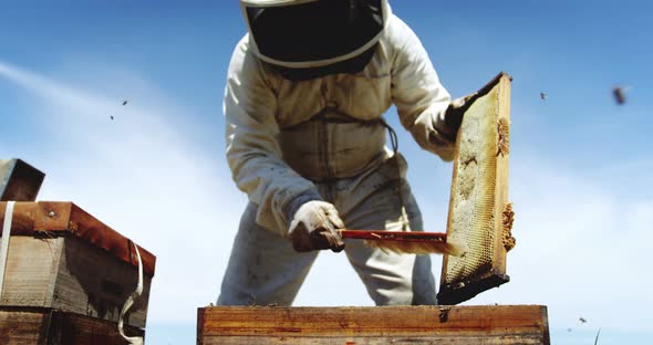 Beekeeper removing bees from hive using a brush