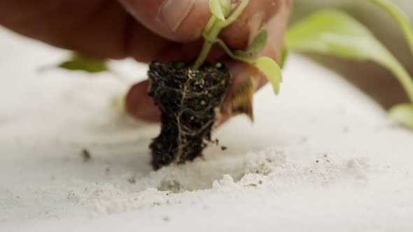 Macro shot of farmer hand planting a small plant inside a detached substrate bag