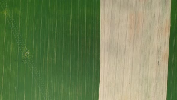 Top View of a Sown Green and Gray Field in Belarus.Agriculture in Belarus.Texture.