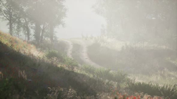 Sunbeams Entering Coniferous Stand on a Misty Summer Morning