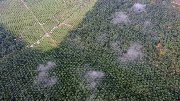 Aerial view look down oil palm