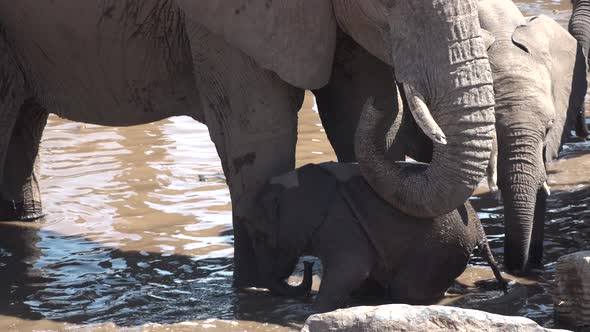 Animals in the wild. Elephants at a watering hole in the African desert. Namibia.