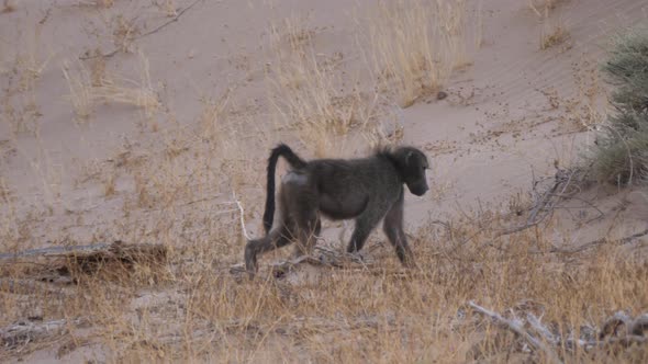 Baboon walking on the savanna around Purros in Namibia