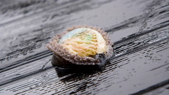 Single South African abalone glides on black plastic; commercial aquaculture