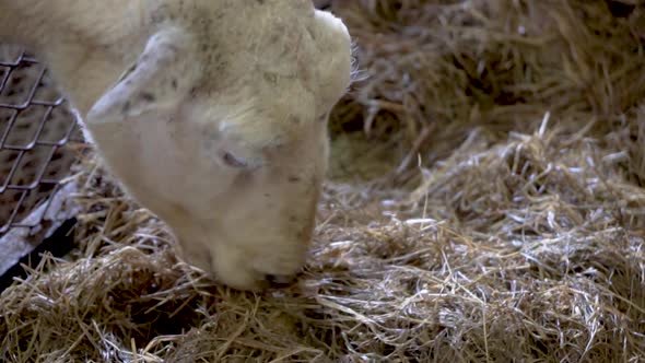 White sheep eating dried grass inside sheep house