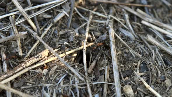 Ant Colony Close-Up