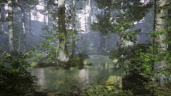 Sunrise with Sunbeams Through the Forest By the Lake